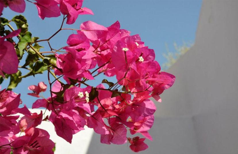 Sea paradise villas - Hotel in oia santorini- private pool with sea view